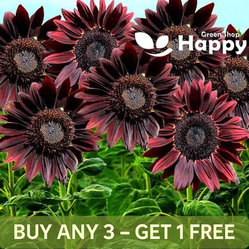 Sunflower chocolate 40 - -,
