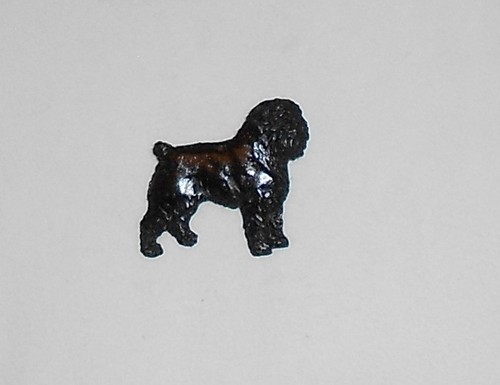 Griffon bruxellois black - griffon, dog