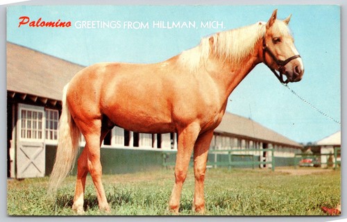 Greetings from hillman - greetings,
