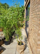 Curly Willow Trees. 10 Potted Tortuous Willow Trees For Sail.