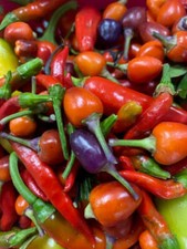 Chilli Plug Plants - Ready to Grow - from Mild to Wild! SALE - NOW JUST £1.99!