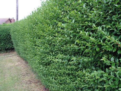 Green privet hedging plants - green,