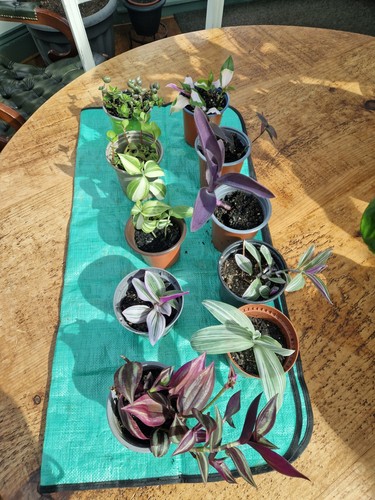 Houseplants bundle 10 - bundle, x