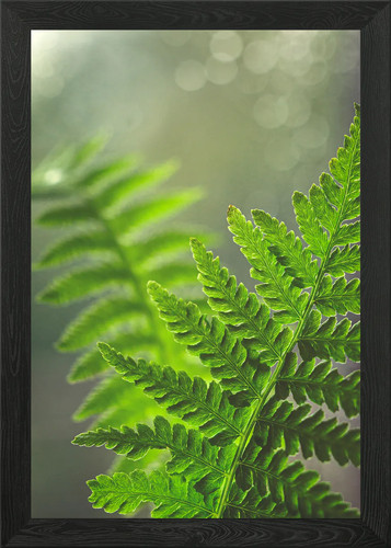 Fern framed wall art poster - art,