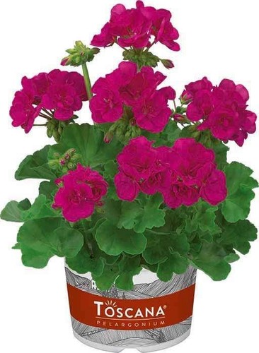 Zonal geranium dolce - zonal,