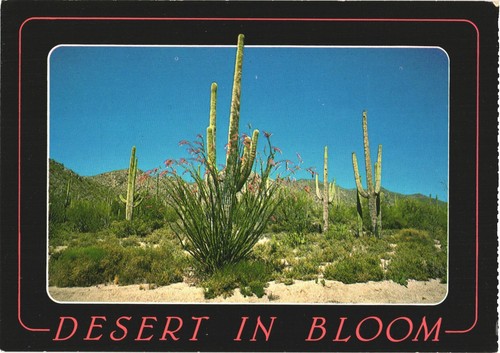 Desert bloom saguaro - in, bloom,