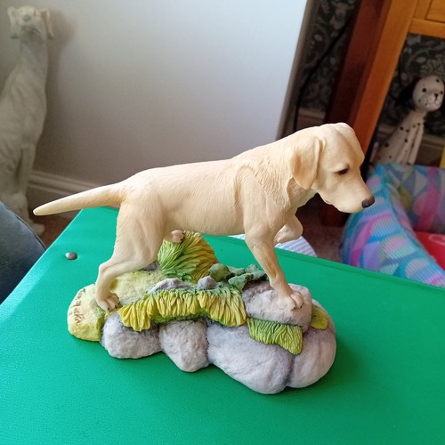 Golden labrador - labrador, by