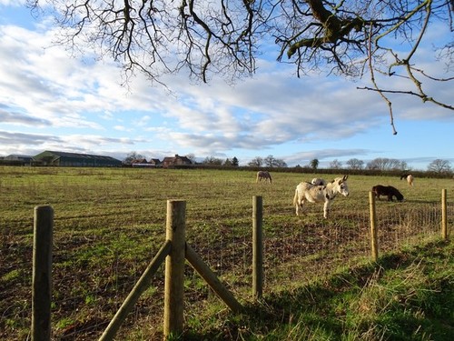Photo 6x4 donkey field - 6x4,