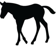 4 Foal Stickers, Lots of