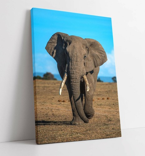 Elephant large canvas wall - 3,
