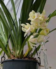 Mini Cymbidium "Ice Cascade"