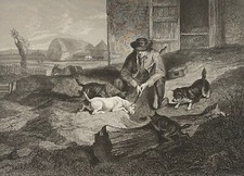 Rat Hunting Norfolk Terrier