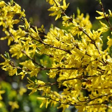 T&M Forsythia Lynwood Hardy