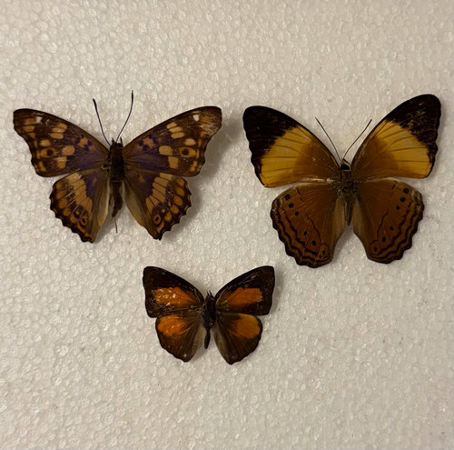 Entomology butterfly specimen - entomology,