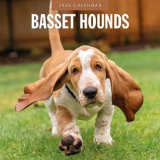 Basset Hounds 2026 Square Wall Calendar