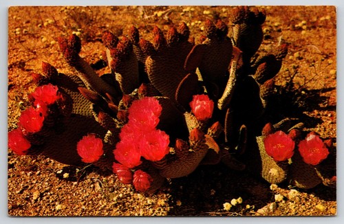 Beaver tail cactus blossom - beaver,