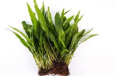 Java Fern Large Mat - Tropical