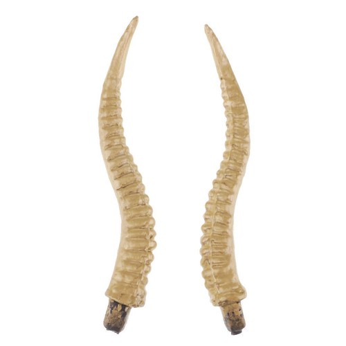 Antelope sheep horn - antelope,