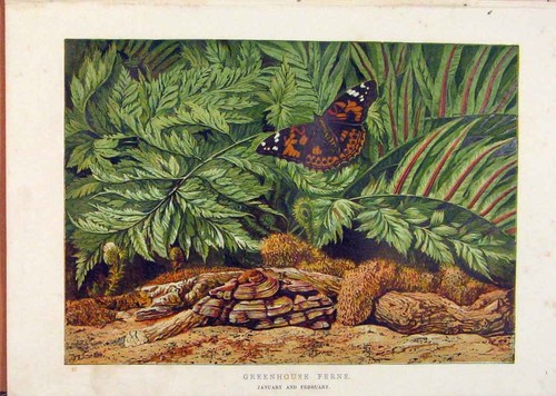 Original old antique print - original,