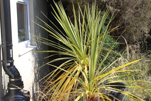 Torbay palms tubs ready - in,