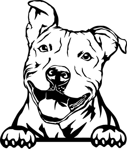 Staffordshire bull terrier - staffordshire,