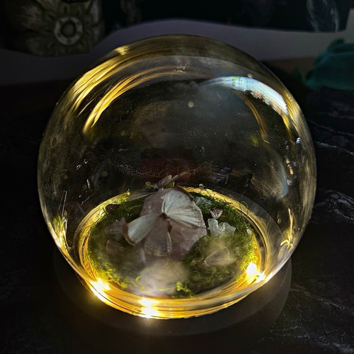 Taxidermy butterfly nightlight