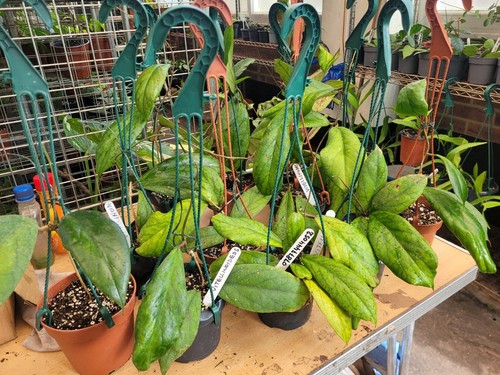 Hoya vitellinoides rare - vitellinoides,