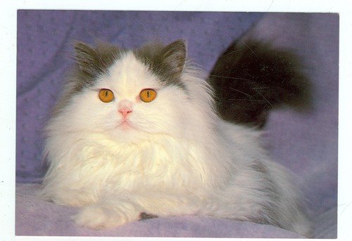 CAT-PERSIAN