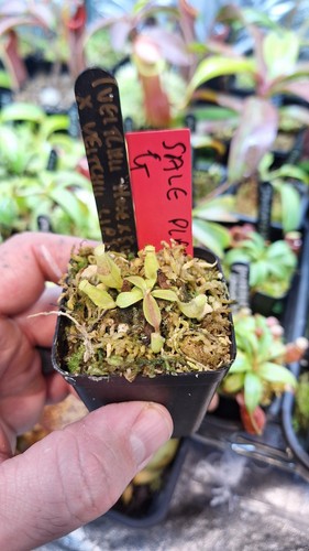 Nepenthes veitchii hose - nepenthes,