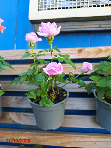 Potted rosa rose plant with - potted,