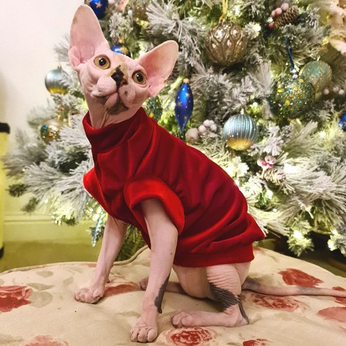 Red velvet sphynx cat top - velvet,