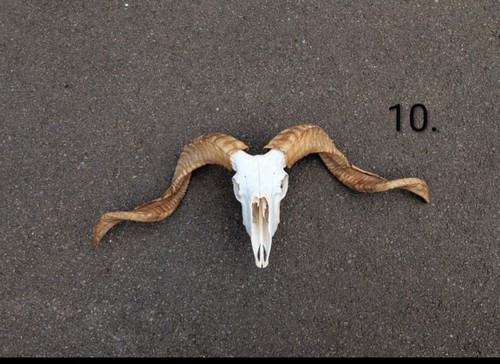 Ram skull horns voodoo - ram,