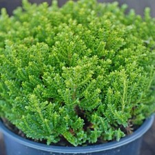 Hebe Emerald Gem Dwarf