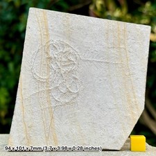 Authentic floating crinoid