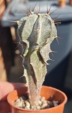 Astrophytum Ornatum v