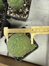 Large migiurtinus with baby rare succulent cactus YWGWYS 080101