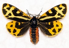 🦋 Wood Tiger Moth (Arctia