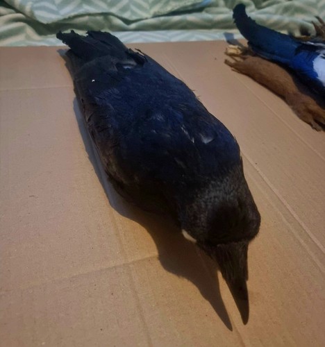 1956 antique taxidermy corvus - 1956,