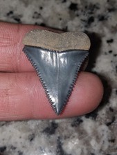Great White Shark Tooth Fossil