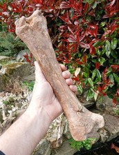 Steppe bison leg bone ice - leg,