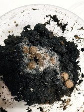 Live Grindal Worms Culture –
