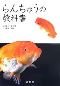 Textbook ranchu goldfish - of,