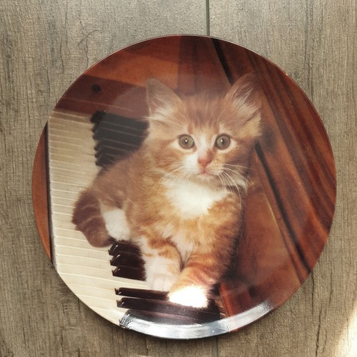 Kitten the keys - the, one