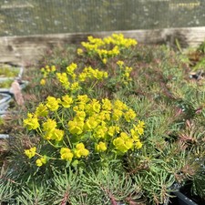 3 X Euphorbia fens Ruby Plants