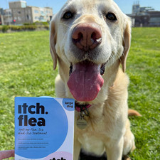 2 PACK Itch Flea Large Dog Cat