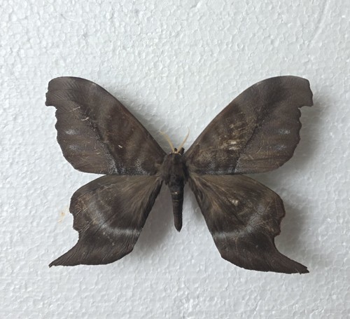 Paradaemonia mayi moth - paradaemonia,