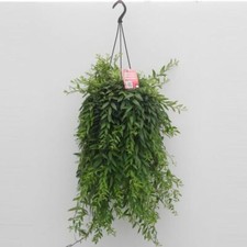 Aeschynanthus Japhrolepis