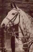 Horse Head With Bridle