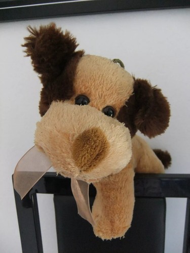 Ginger brown puppy dog pup - ginger,