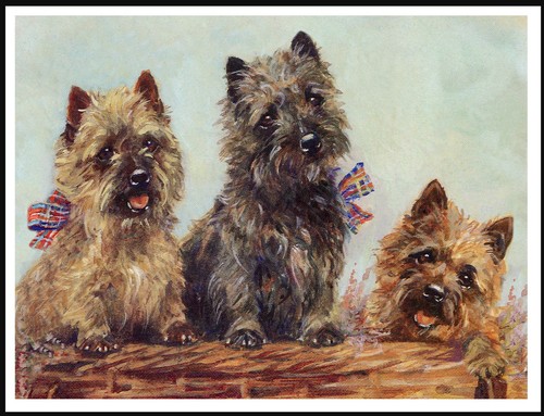Cairn terrier group dogs - terrier, of